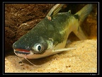 pseudauchenipterus-nodosus 