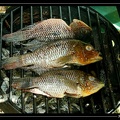 Chaetobranchus-flavescens-Z