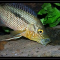 Chaetobranchus-flavescens01