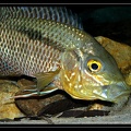 Chaetobranchus-flavescens02