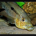Chaetobranchus-flavescens03