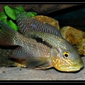 Chaetobranchus-flavescens04
