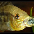 Chaetobranchus-kaw 09