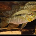 chaeto-kaw 1