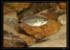 Hemigrammus-ocellifer-Parac