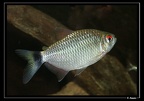 Moenkhausia-oligolepis-Irac