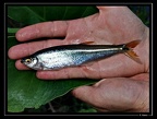 Piabucus-dentatus-canal
