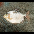 M-cf-rubripinnis-01