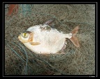 M-cf-rubripinnis-01