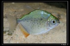 Metynnis-cf-lippincottinus-