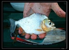 Serrasalmus-eigenmanni-Kaw-