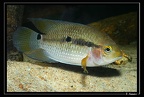 Cichlasoma-bimaculatum-05