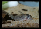 Corydoras-geoffroy-crique-V