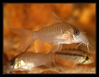 Corydoras-guianensis haut-m