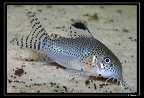 Corydoras-punctatus