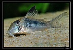 Corydoras-solox-01-Iracoubo