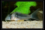 Corydoras-solox-02-Iracoubo