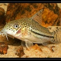 cory-comte