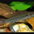 C.-albopunctata-juv