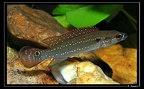 C.-albopunctata-juv