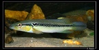 Creni-albo-male 01