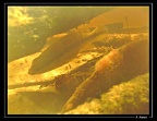 Crenicichla-albopunctata-01