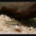Characidium-fasciadorsale