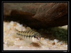 Characidium-fasciadorsale