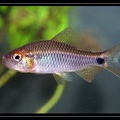Crenuchus-spilurus