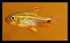 Crenucuhs-spilurus-kaw 2