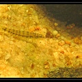 characidium-sp-02