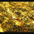characidium-sp-05