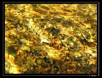 characidium-sp-05