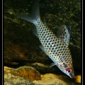 Chilodus-zunevei-1