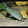 Cyphocharax-sp-pripri-Yiyi-