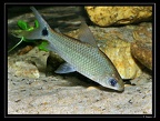 Cyphocharax-sp-pripri-Yiyi-