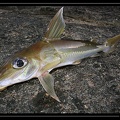 Doras-cf-carinatus-01