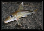 Doras-cf-carinatus-01