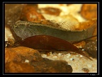 eleotris-cf-pisonis