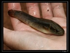 Erythrinus-erythrinus-01