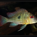 G-aff-surinamensis-00