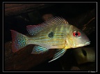 G-aff-surinamensis-00