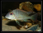 G-aff-surinamensis-01