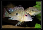 G-aff-surinamensis-02