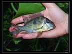 G-aff-surinamensis-04