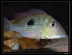 Geophagus-camopiensis-01