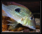 Geophagus-camopiensis-02