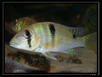 Geophagus-harreri 01