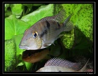 Geophagus-harreri 02