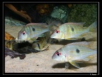 Geophagus-surinamensis-01